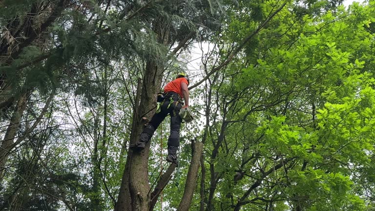 Mulching Services in Point Pleasant Beach, NJ